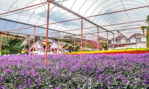 Lavender Garden (Cameron Lavender)