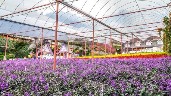 Lavender Garden (Cameron Lavender)