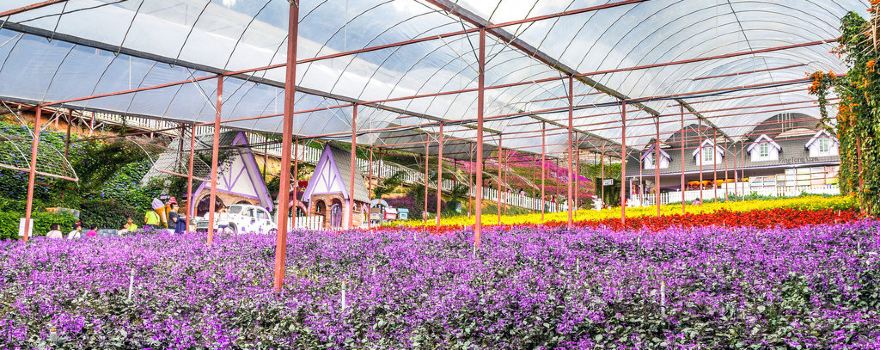 Lavender Garden (Cameron Lavender)