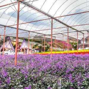 金馬倫高原薰衣草園