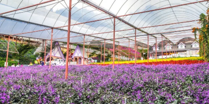 金馬倫高原薰衣草園