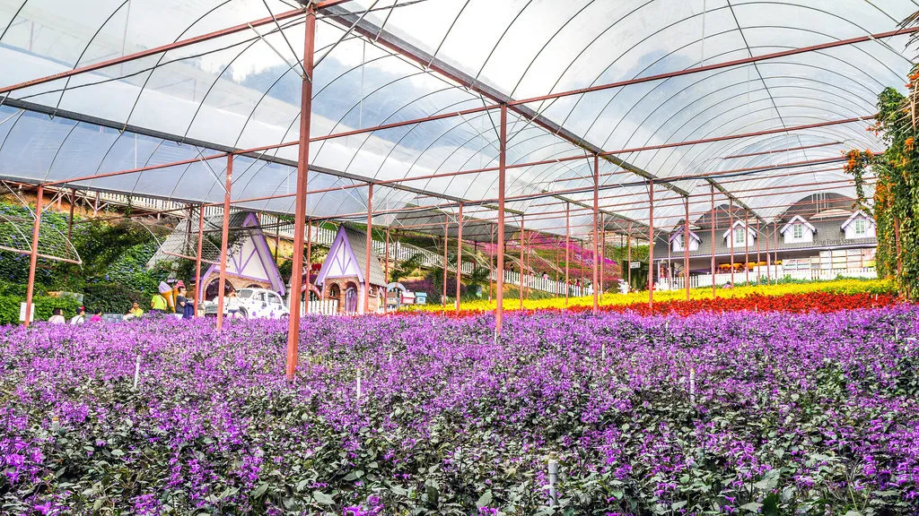 Lavender Garden (Cameron Lavender)