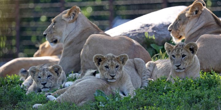Odense ZOO