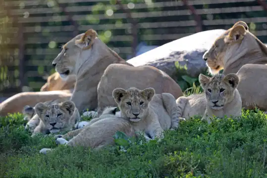 Hotels near Odense Zoo