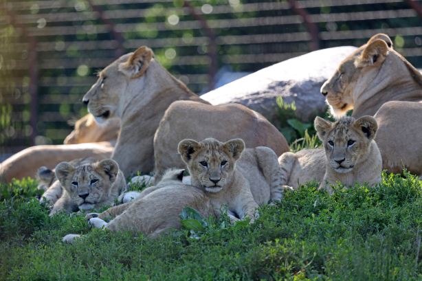 Odense Zoo