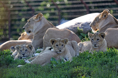 Odense Zoo