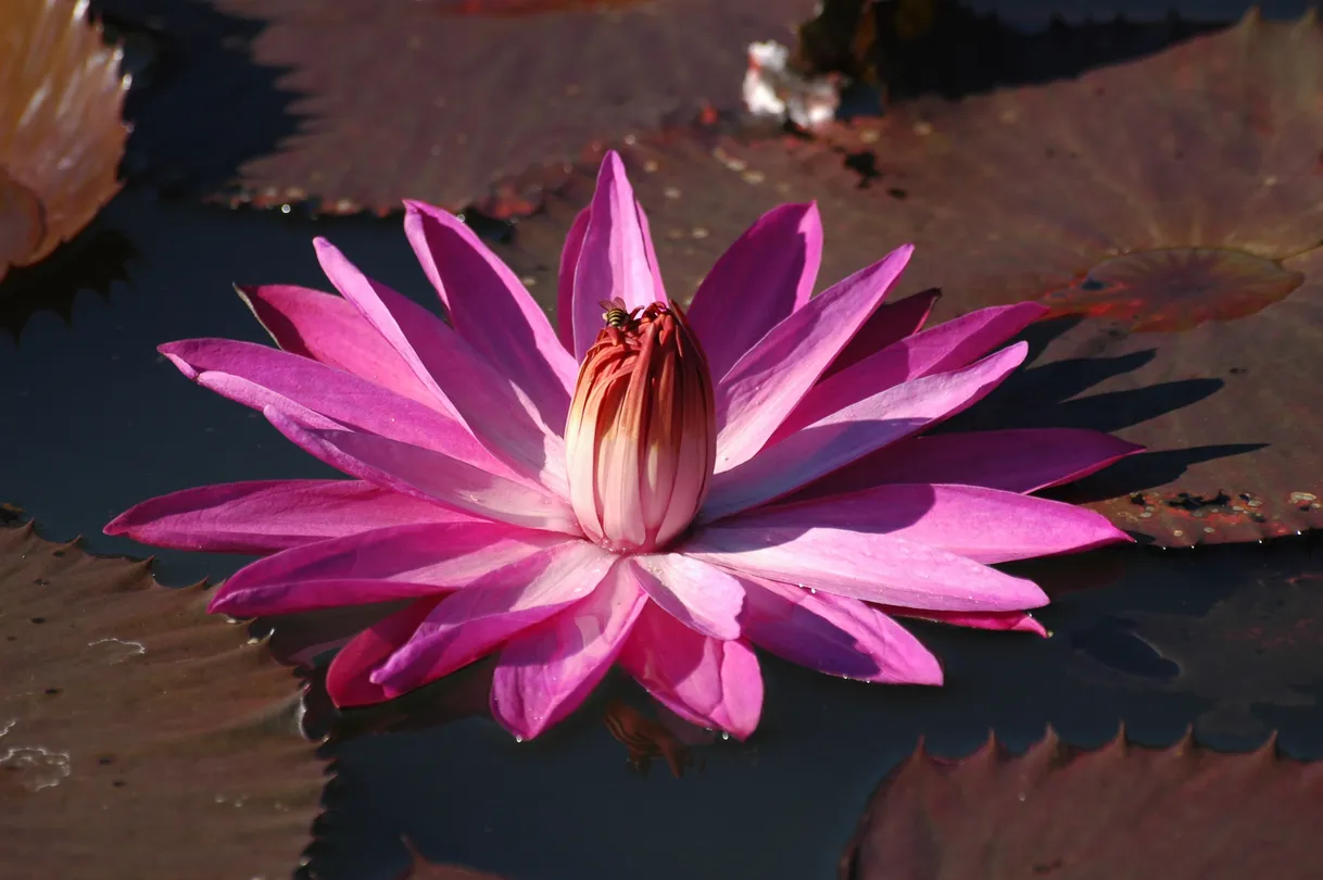 5_Bogor Botanical Gardens