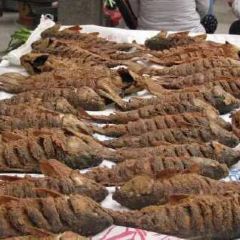 菌齐彩菇 User Photo