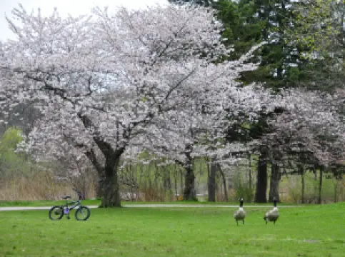 Top 10 Spring Outings in Toronto