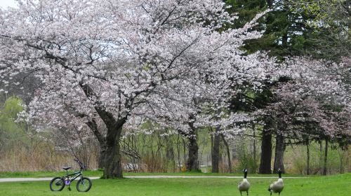 High Park North