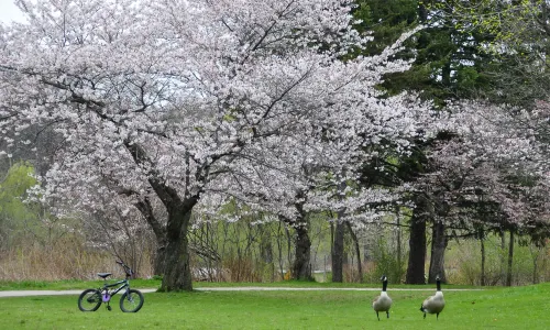 海柏公園
