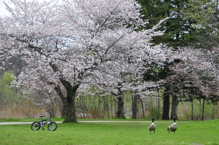 多倫多高地公園。圖片來源：Trip.com