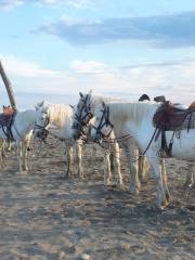 Parco naturale regionale della Camargue