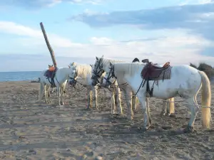 Camargue Regional Nature Park