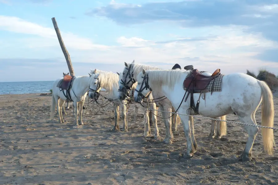 Camargue Regional Nature Park