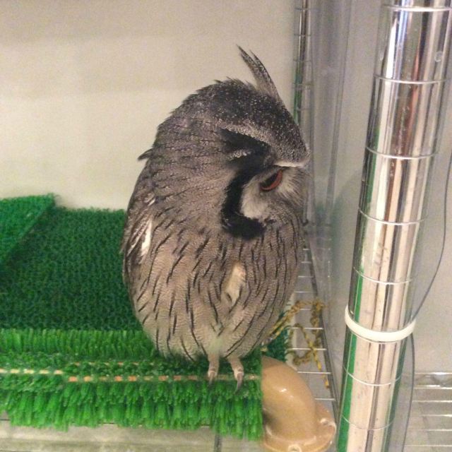 덴진바시스지 상점가