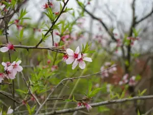 Peach Blossom Gully Scenic Area