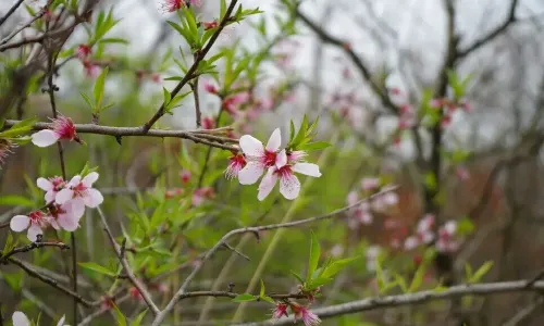 Peach Blossom Gully Scenic Area