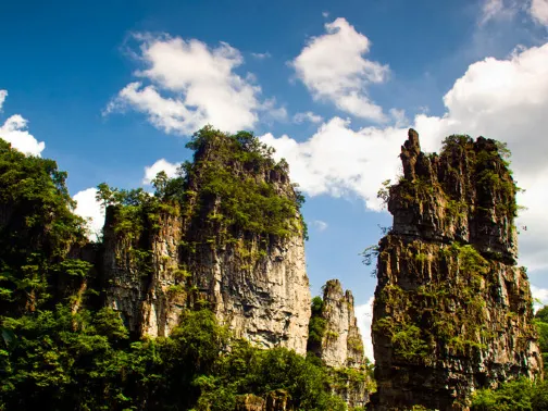 油杉河