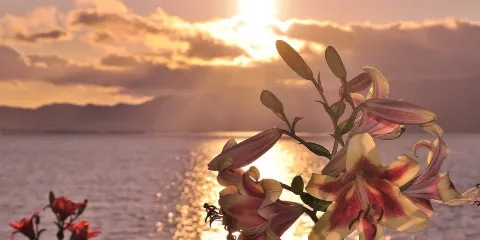 大阪舞洲百合園