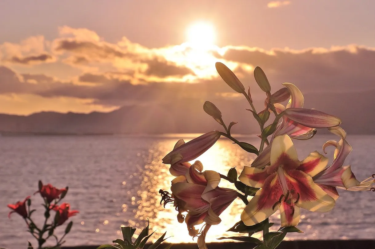 1_大阪舞洲百合園