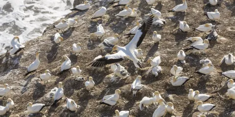 新西蘭奧克蘭小黑子沙灘鳥島+德文波特+伊甸山 近郊一日遊