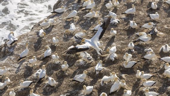 New Zealand Auckland Muriwai Beach (Bird Island) + Devonport + Mount Eden Suburbs Day Tour