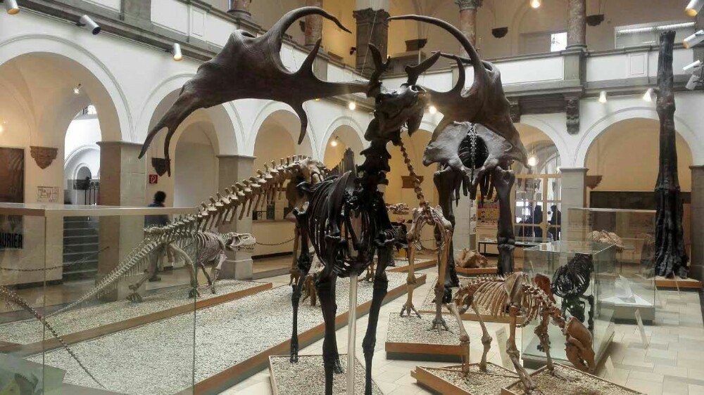 Palaeontological Museum, Munich attraction reviews - Palaeontological Museum,  Munich tickets - Palaeontological Museum, Munich discounts -  Palaeontological Museum, Munich transportation, address, opening hours -  attractions, hotels, and food near ...
