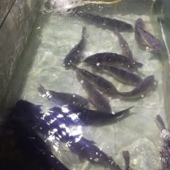 Laozihaoshiguo Fish (30nian) 여행 사진