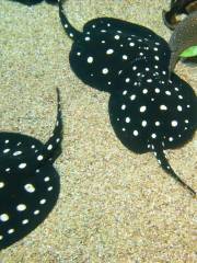 カナダ リプレイ水族館