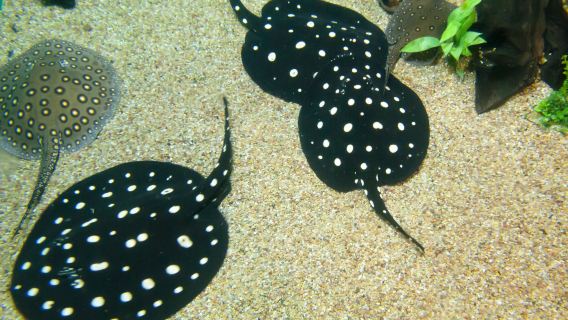 Ripley's Aquarium of Canada, Toronto Islands dan CN Tower lawatan sehari(Bahasa Inggeris & Cina)