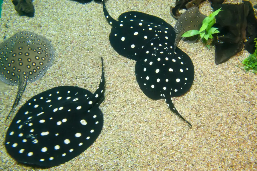 カナダ リプレイ水族館