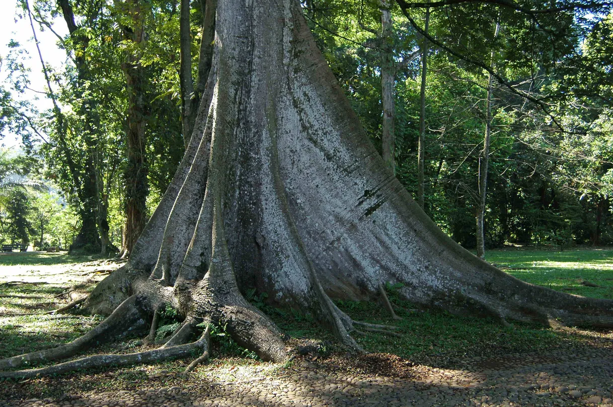 4_Bogor Botanical Gardens