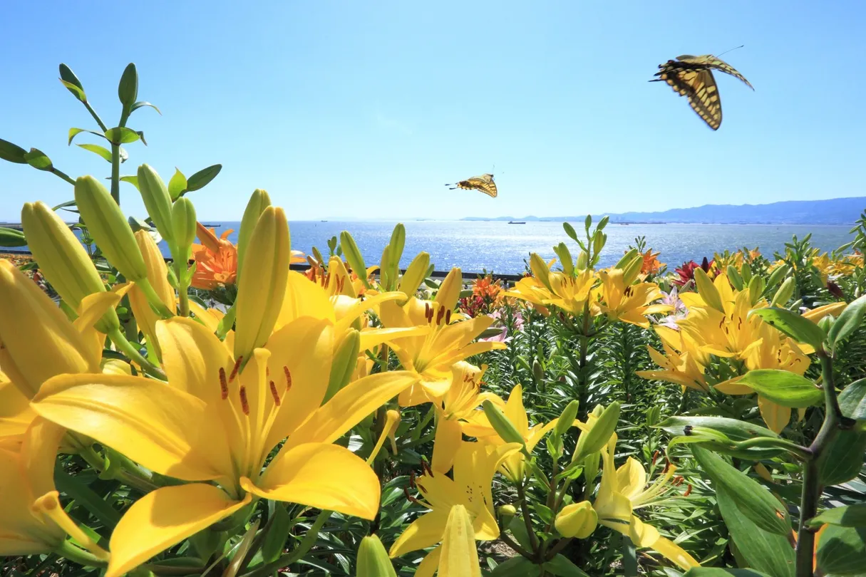 3_大阪舞洲百合園