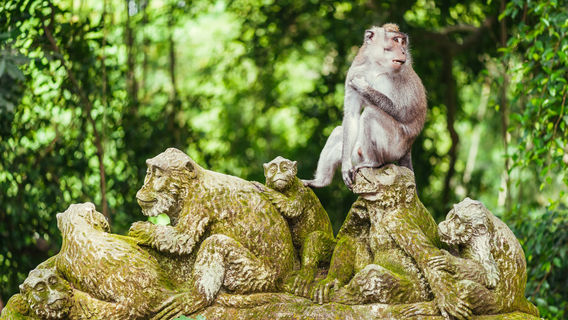 Forêt des singes d'Ubud