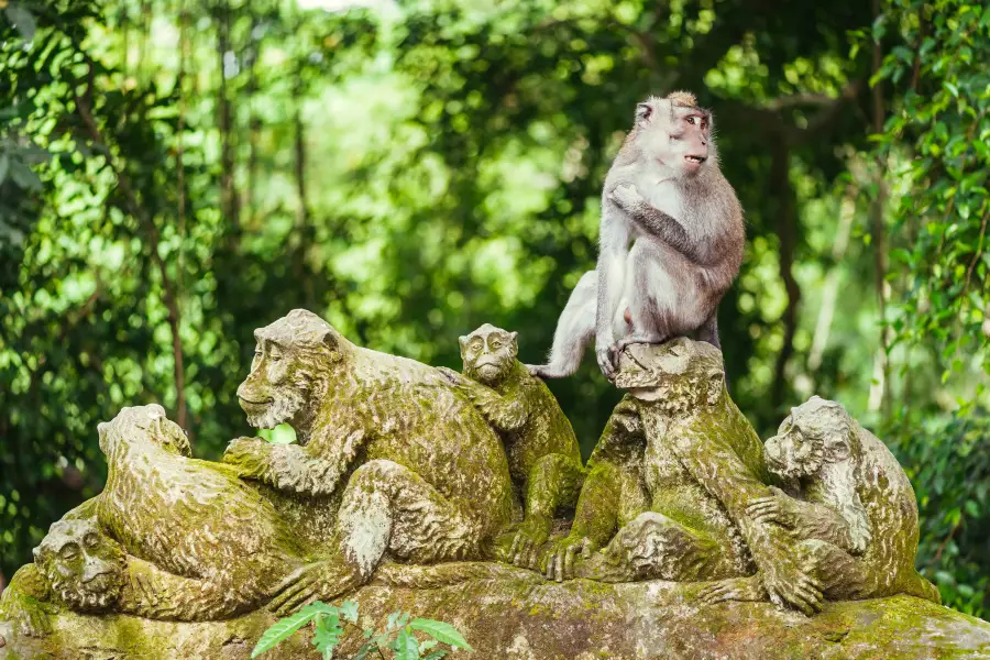 Foresta delle scimmie di Ubud