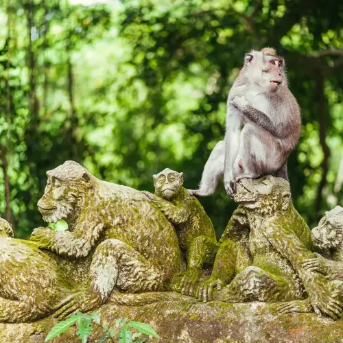 Sacred Monkey Forest Sanctuary