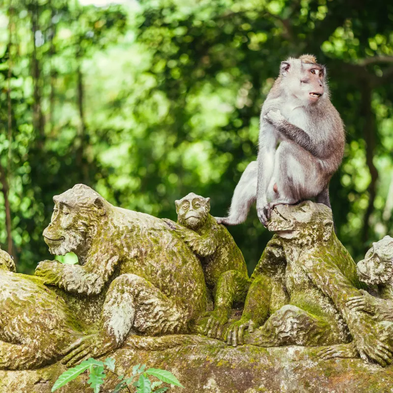 聖猴森林公園