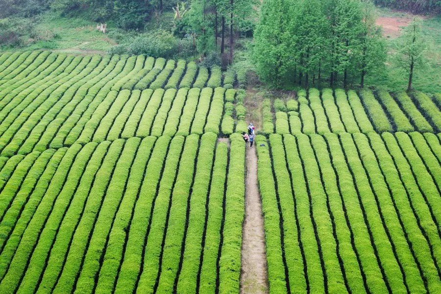 Chahai Scenic Area