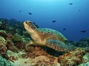 第六感拉姆島潛水觀察蝠鱝體驗