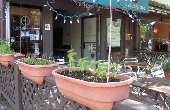 Vegetarian Food Haven Cardiff