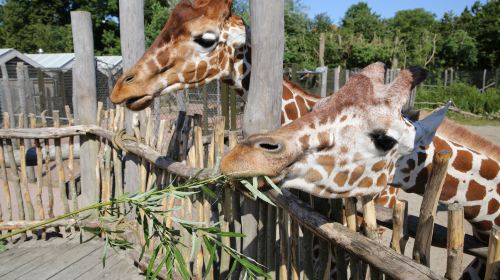 オーデンセ動物園