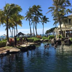 The Dolphin Poipu User Photo