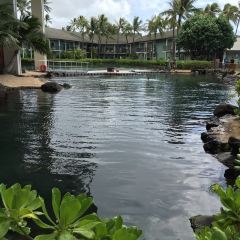 The Dolphin Poipu User Photo