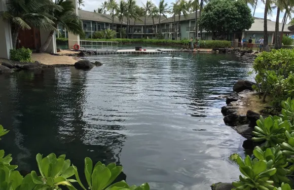 Dolphin Sushi & Fish Market