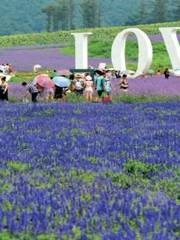 Chaya Mountain Hot Spring Town Lavender Culture Park