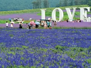 Chaya Mountain Hot Spring Town Lavender Culture Park