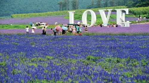 Chaya Mountain Hot Spring Town Lavender Culture Park