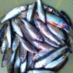天堂寨福香源土菜馆(天堂寨店) ảnh của người dùng