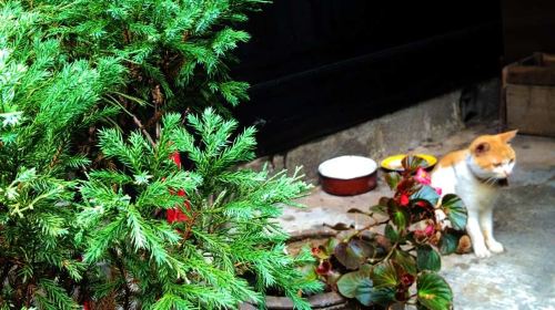 Courtyard of the Fu Family